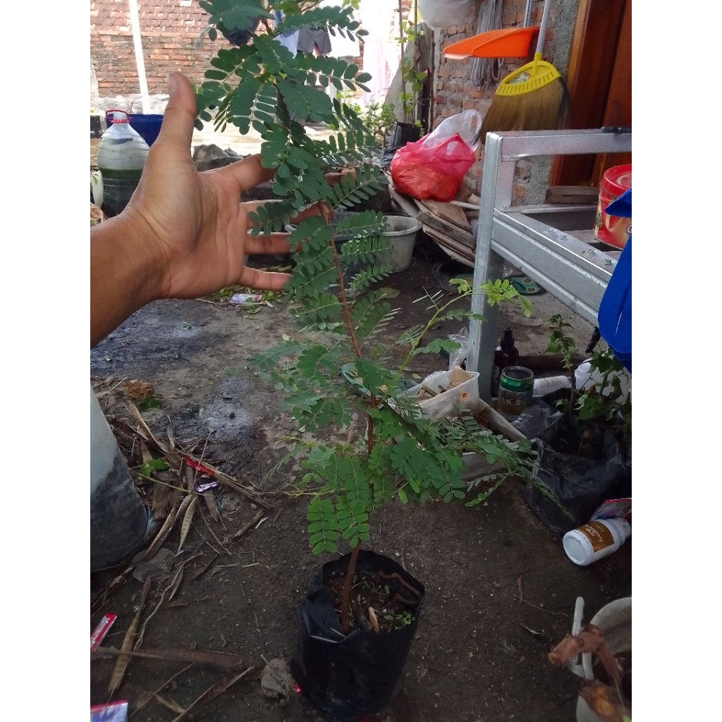 bahan bonsai asem jawa