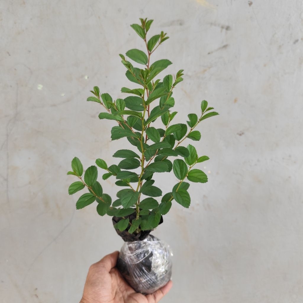 pohon bidara arab asli tinggi 25-35