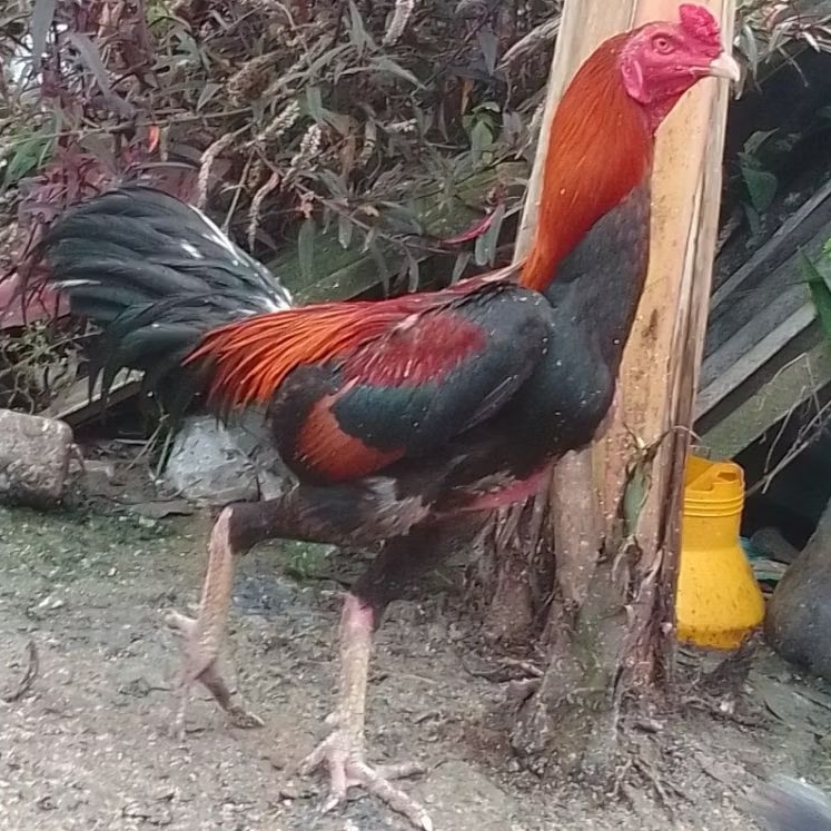 TELUR AYAM PAKHOY DRUMBAND ASLI PETARUNG SANG JUARA