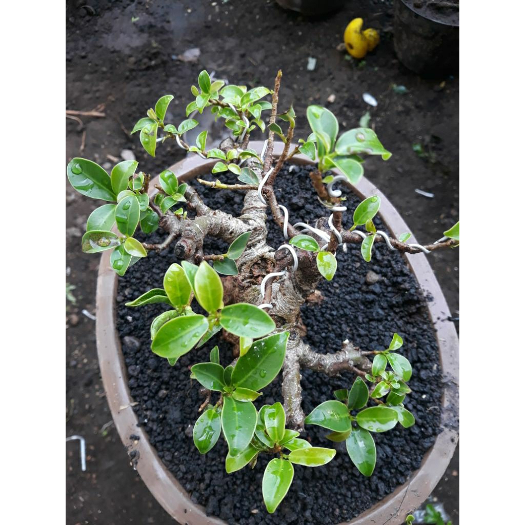 Bonsai Bahan Beringin Elegan ory prokar