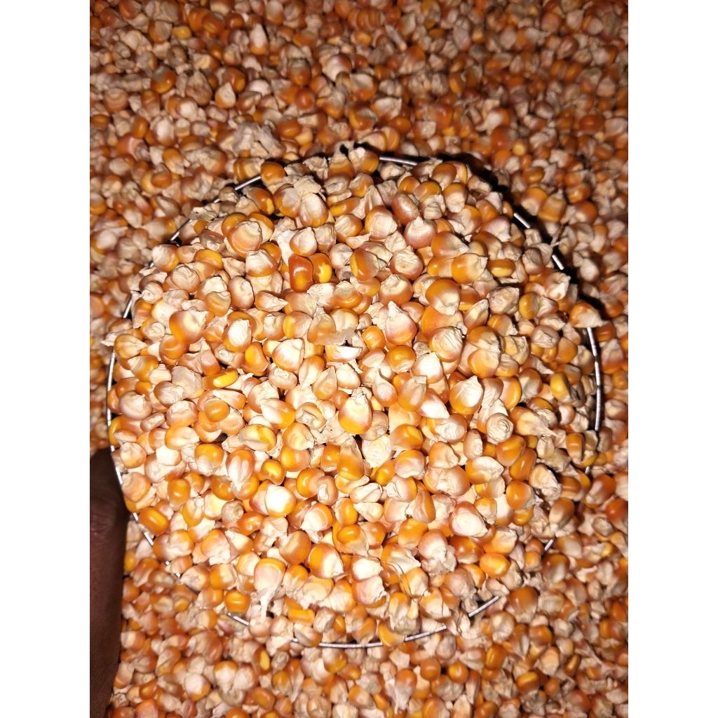 JAGUNG PIPIL PAKAN AYAM 500gram