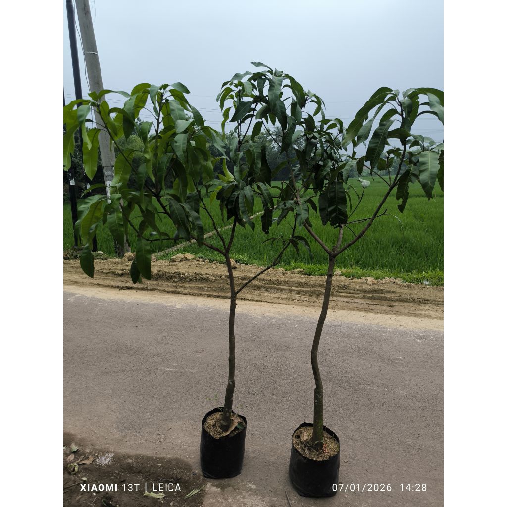 bibit mangga mahatir tinggi rimbun (dongkelan)