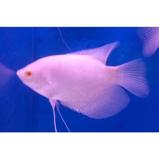 Dekorasi Hiasan Aquarium Gurami Padang JUMBO (KHUSUS INSTAN)