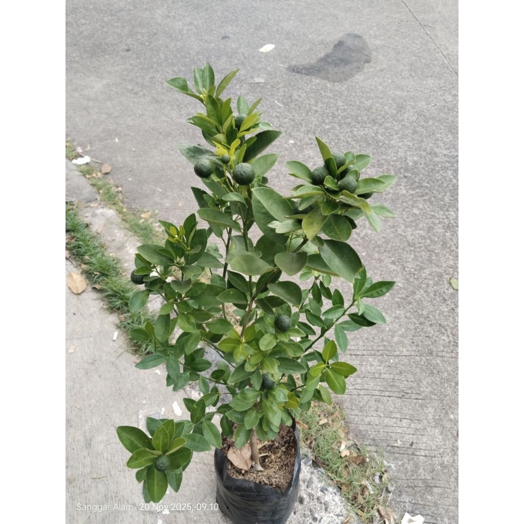 tanaman buah jeruk kip / bibit tanaman buah jeruk songkit