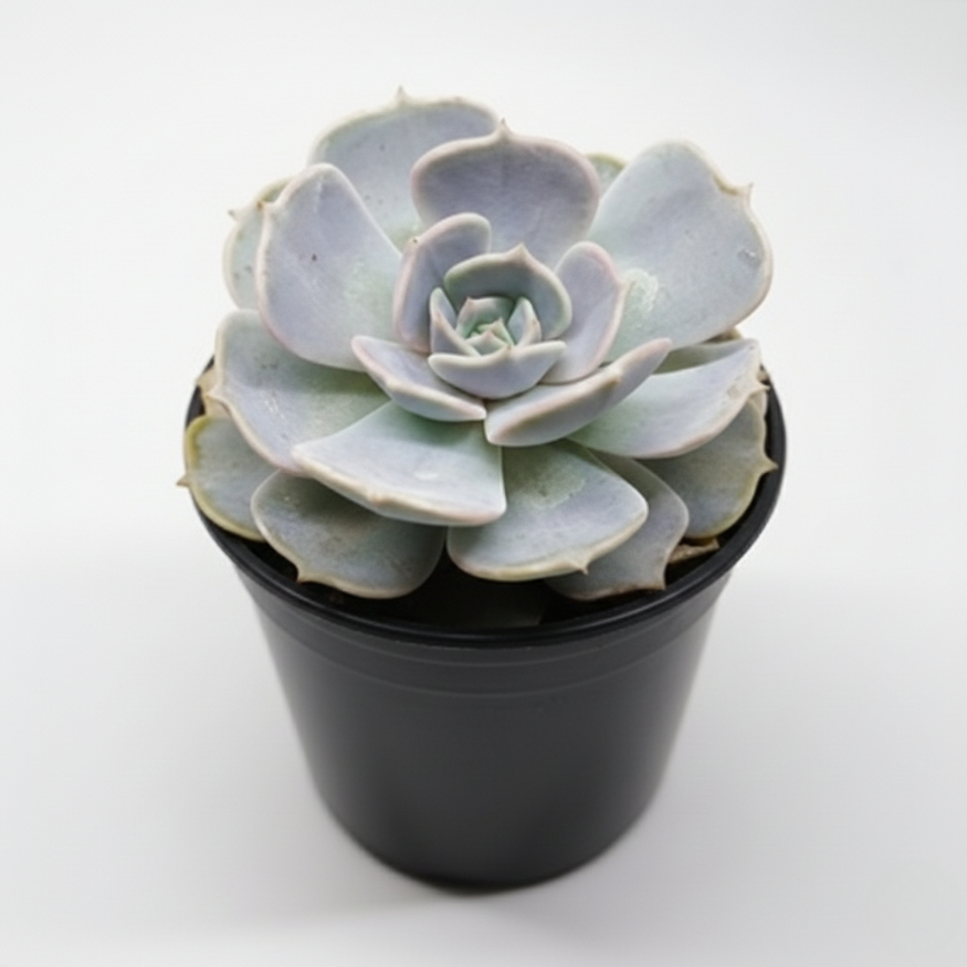 Tanaman Hias Sukulen Echeveria Lilacina