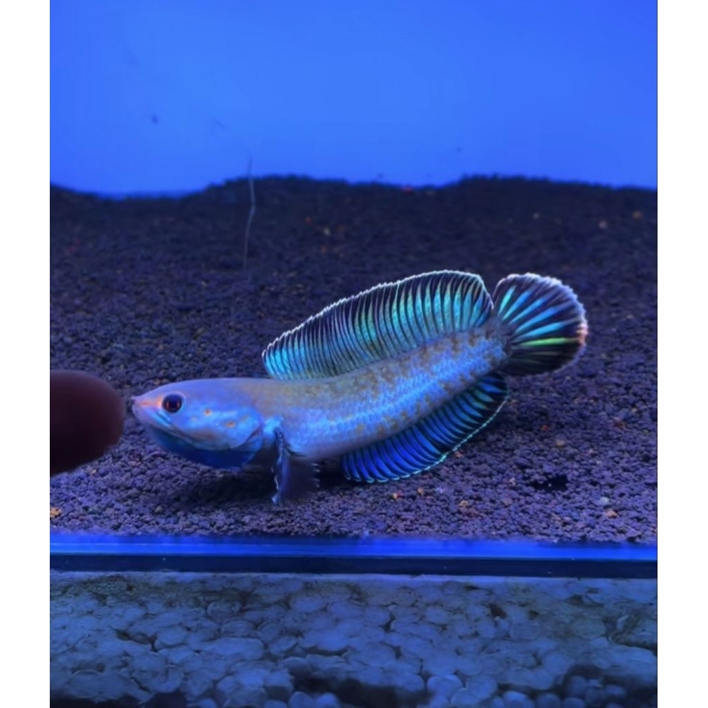 ikan chana andrao single tank 6CM gacor progres an GONDRONG