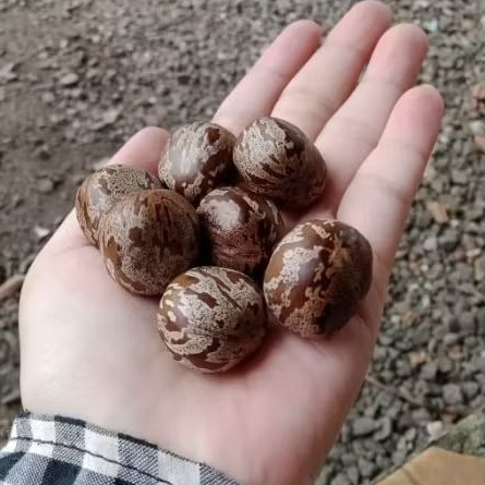 Mainan Biji Karet Aduan Berkualitas Tinggi edukasi anak Asli Sumatera