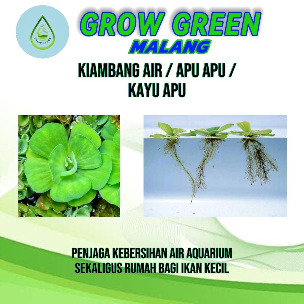 TANAMAN HIAS - KIAMBANG /APU APU / KAYU APU / KAPU KAPU Tanaman Aquascape, Aquarium, pembersih air, 