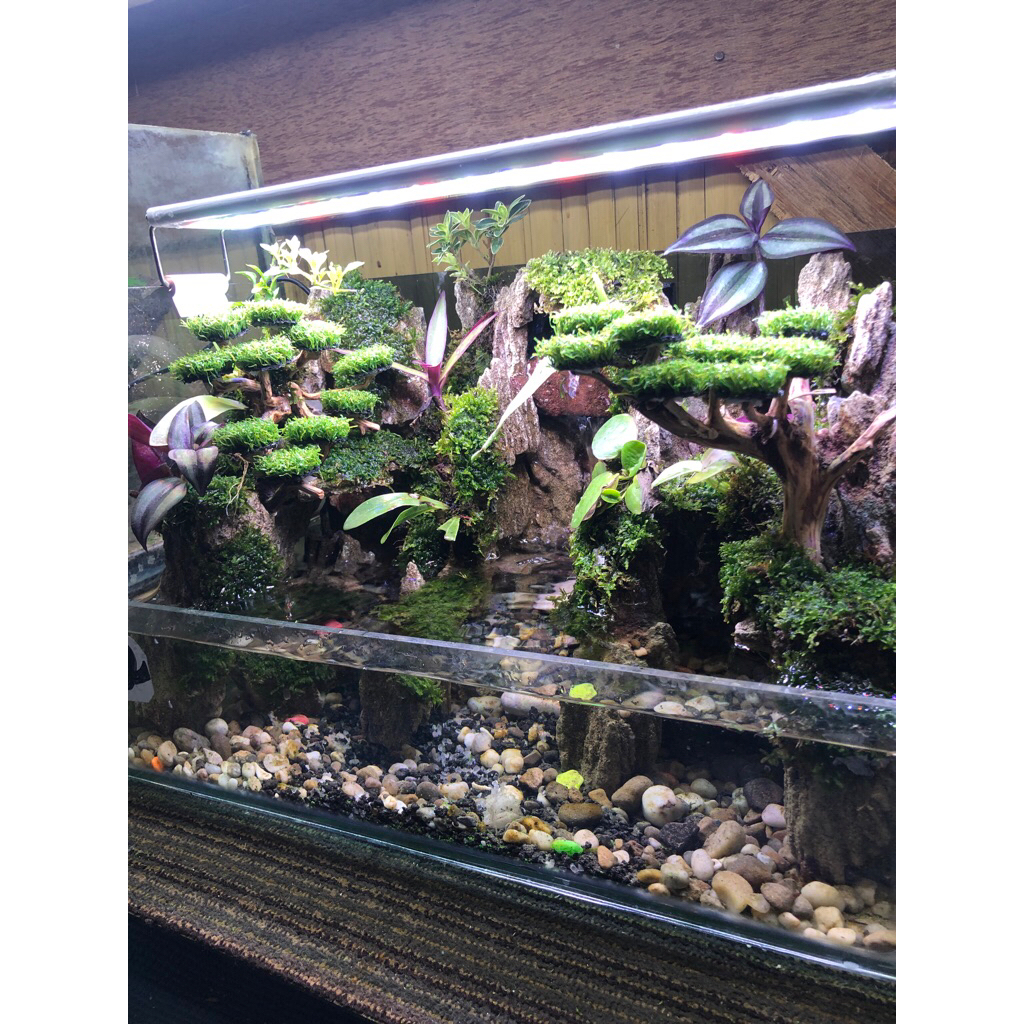 paludarium fullset size 40x25x25 cm tinggal isi air aja siap pandang