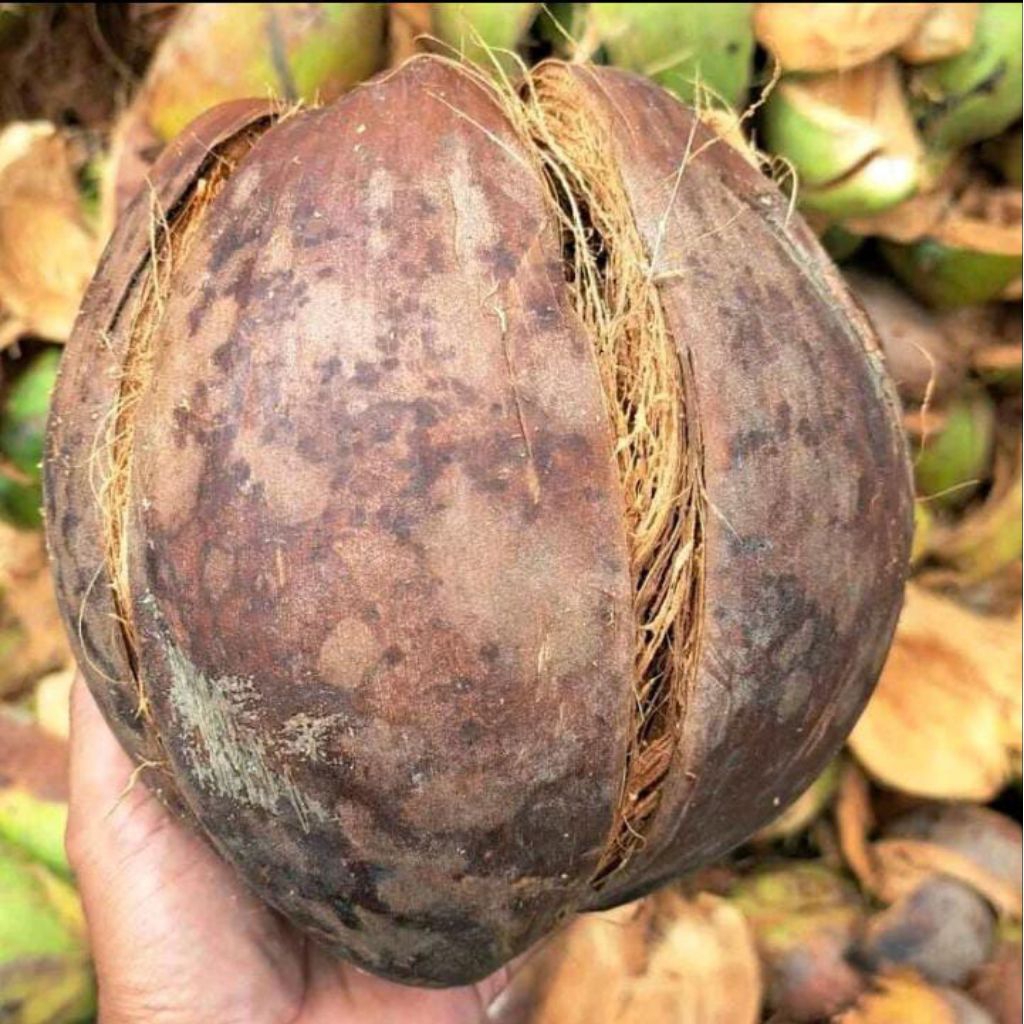 Sabut kelapa media tanam anggrek