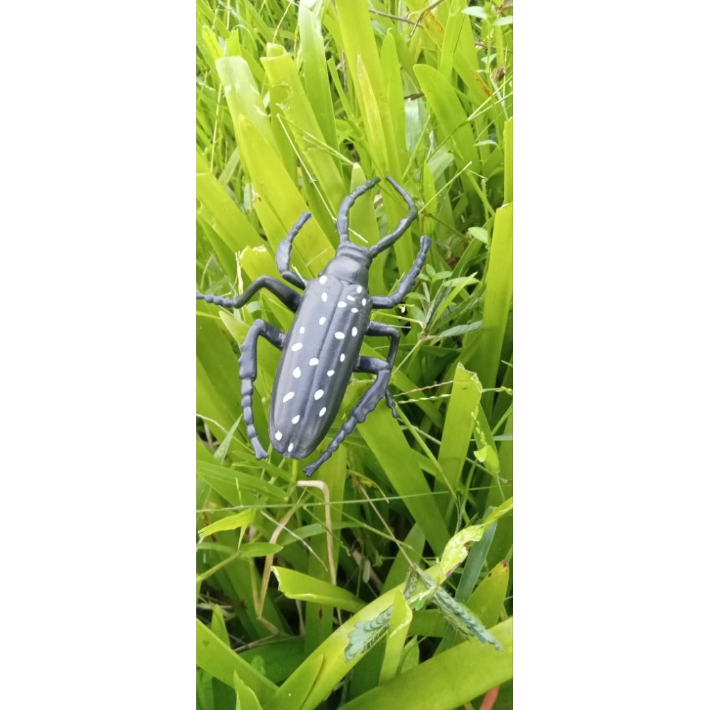 Mainan kumbang tanduk panjang asia spesies anoplophora glabripennis