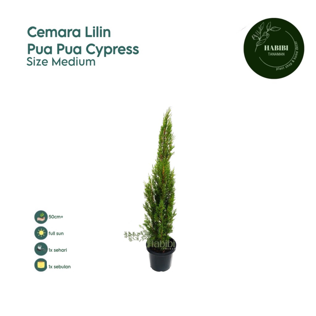 Tanaman hias cemara lilin  tinggi 50cm+ tanaman hias cemara cemara lilin Cemara Natal Cemara lilin