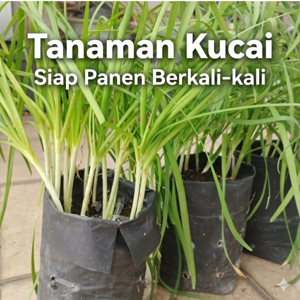 Tanaman Kucai Super Rimbun & Subur - Siap Panen Berkali-kali