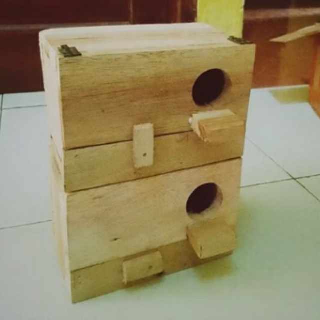 glodok parkit lovebird model kotak