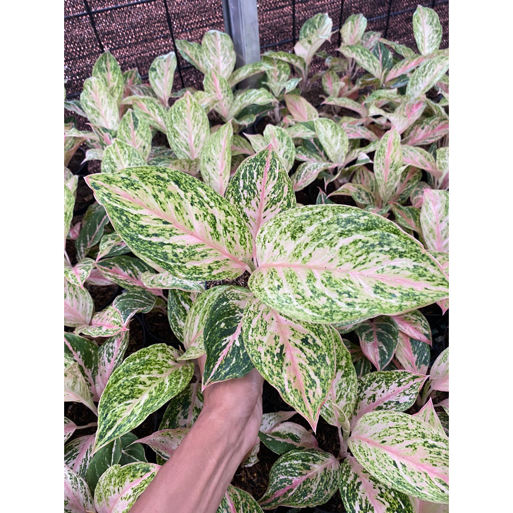 aglonema bidadari semi mutasi