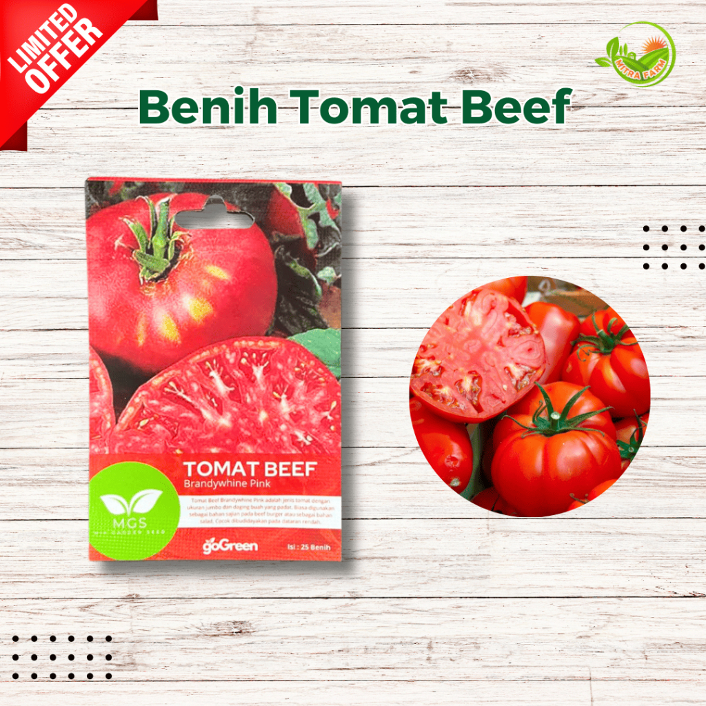 Benih Tomat Beef Isi 25 Benih-Benih Tomat Beef Mini Garden Seeds-Benih Tomat Beef Murah Isi Banyak