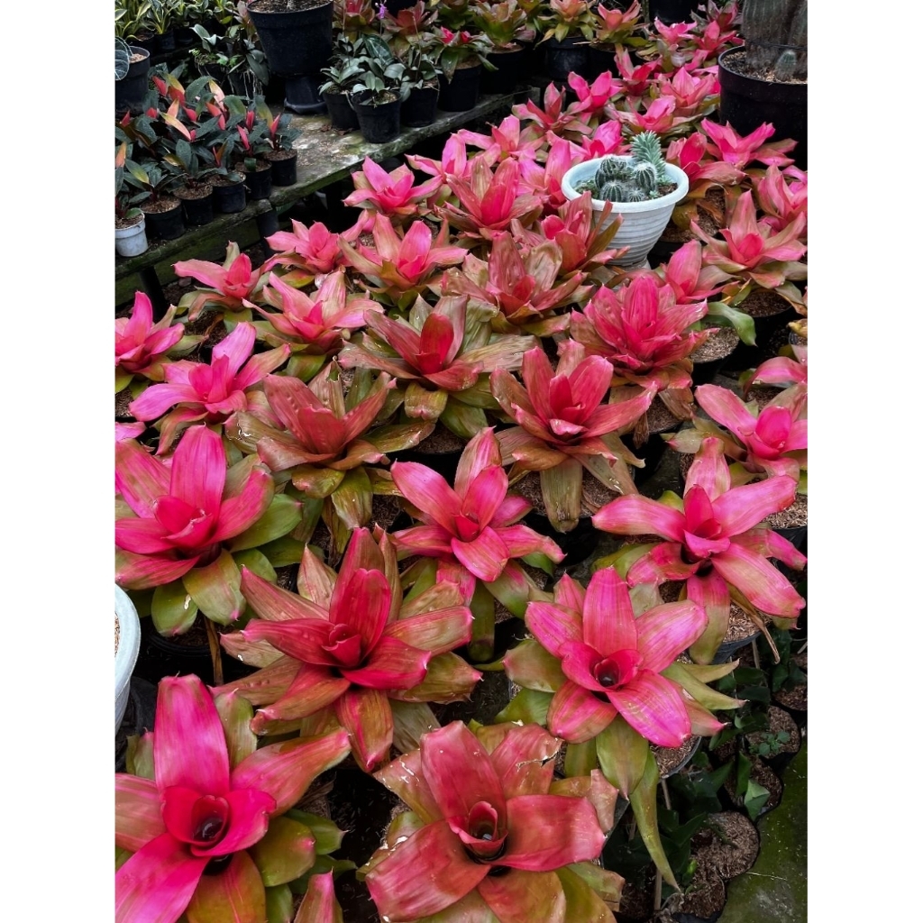 Promo - Bromelia Debby Pink - Tanaman Hias Bromelia Debby Pink Rimbun - Bromelia Pink Corak Mewah - 