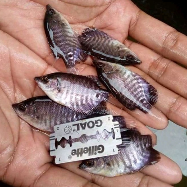 Gurame soang ukuran silet