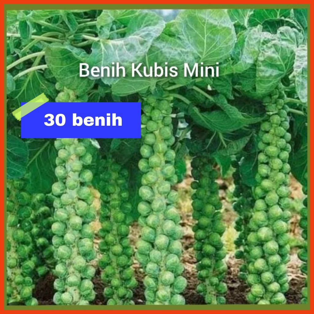 Benih Kubis Mini Bibit Unggul Pilihan (30 biji)