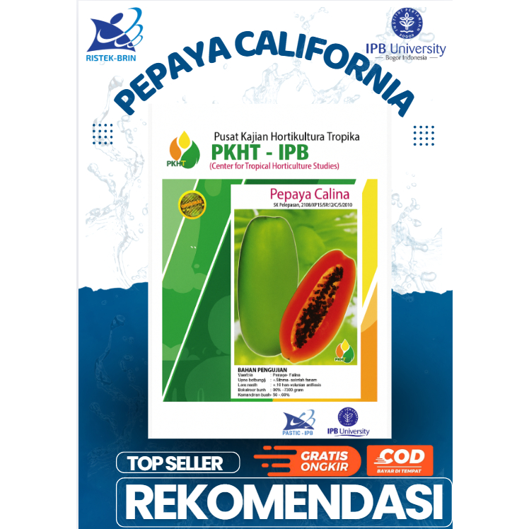 Benih Pepaya Calina California PKHT IPB selektif
