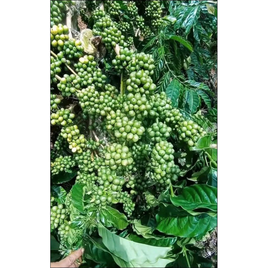 stek entres kopi klon Bagio raja unggul per satu stek entres
