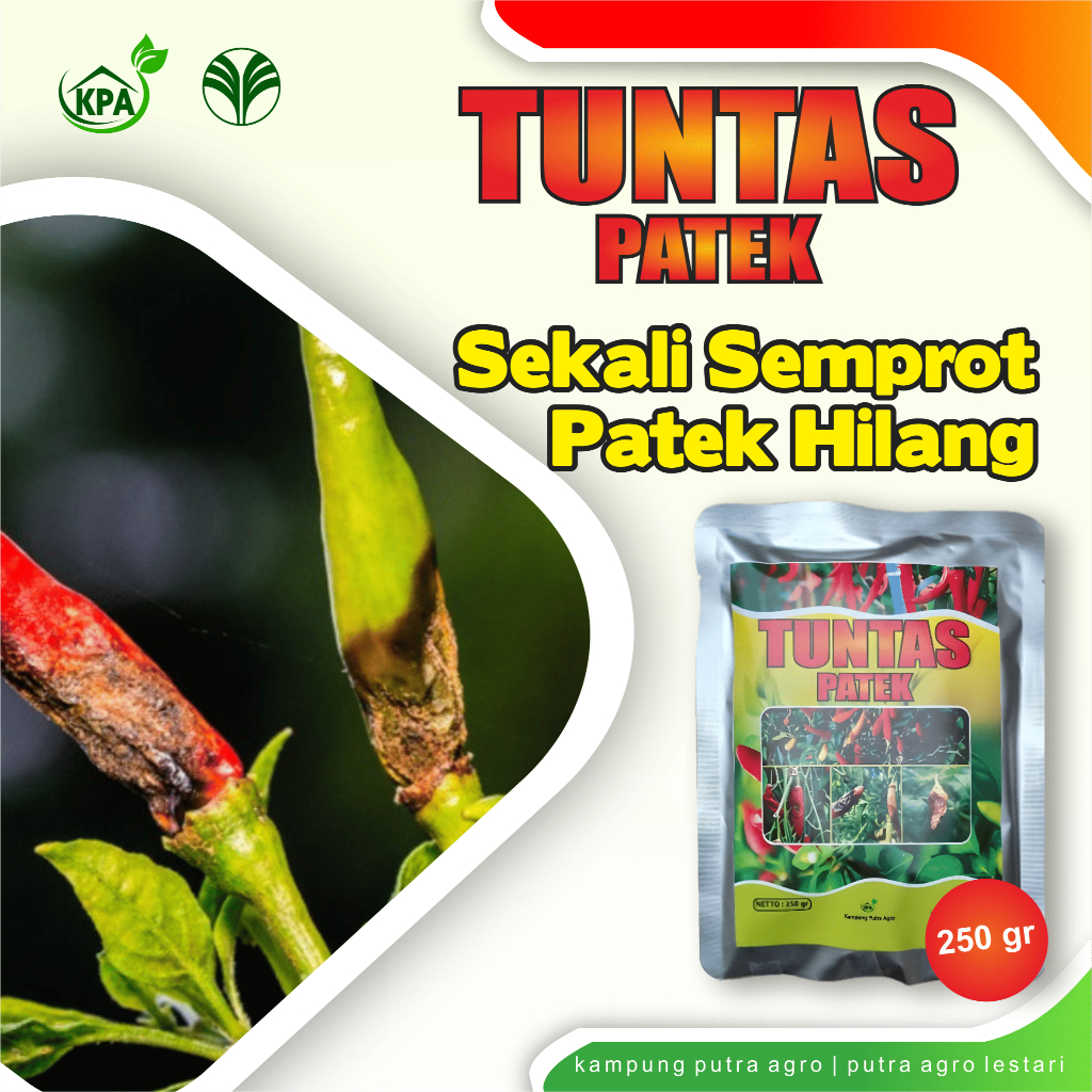 TUNTAS PATEK – Fungisida Hayati Pengendali Patek/Antraknosa Cabai & Busuk Buah