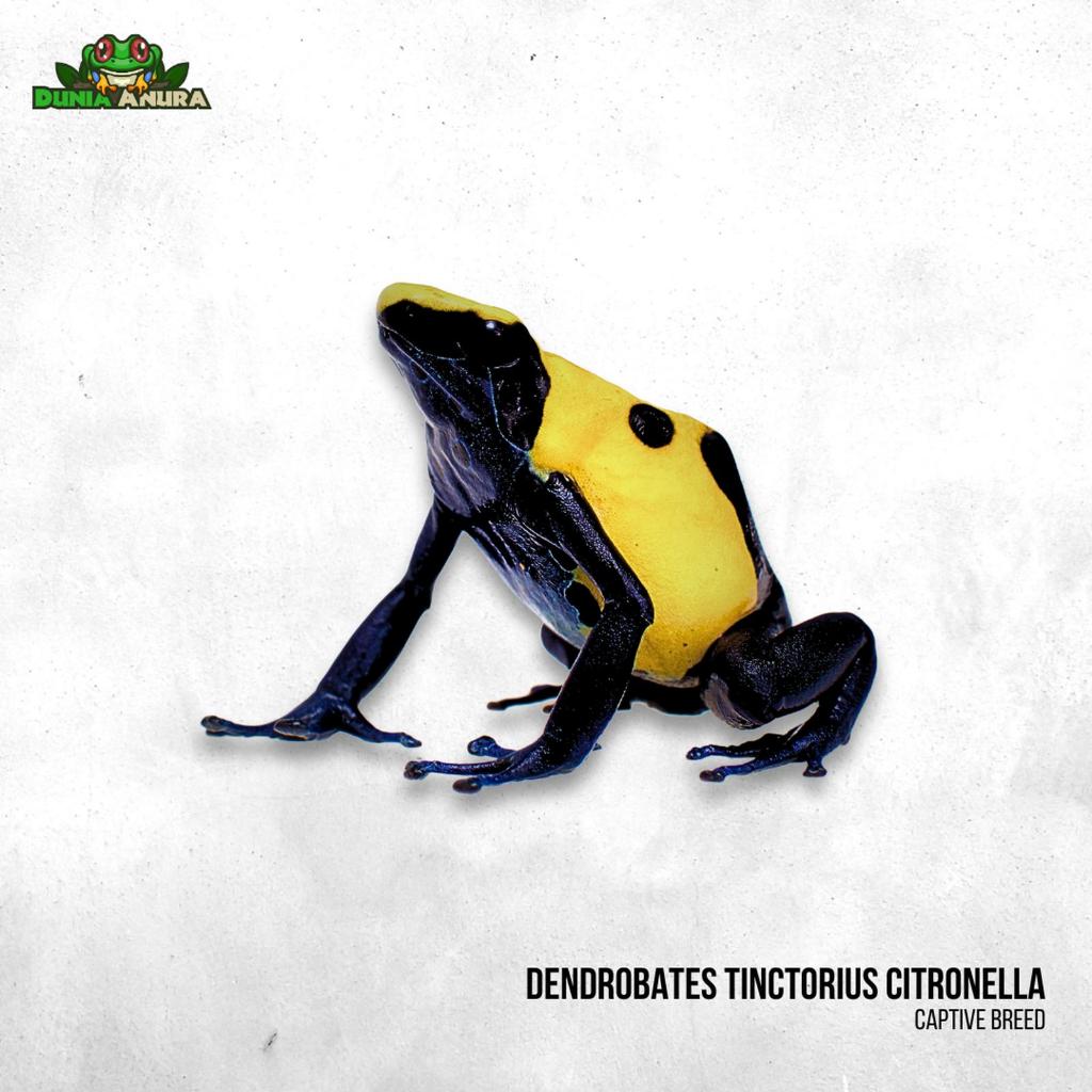 Katak hias Dart Frog Dendrobates tinctorius citronella