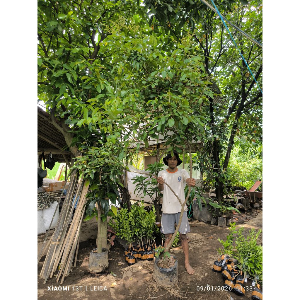 bibit kelengkeng diamond river berbunga tinggi rimbun (packing kayu)