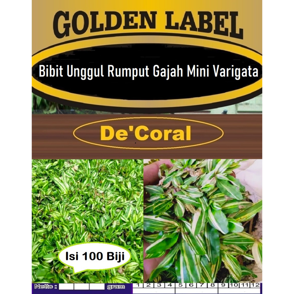 Bibit Unggul Rumput Gajah Mini Varigata | Biji Benih Rumput Gajah Mini Varigata | Bibit Rumput Gajah