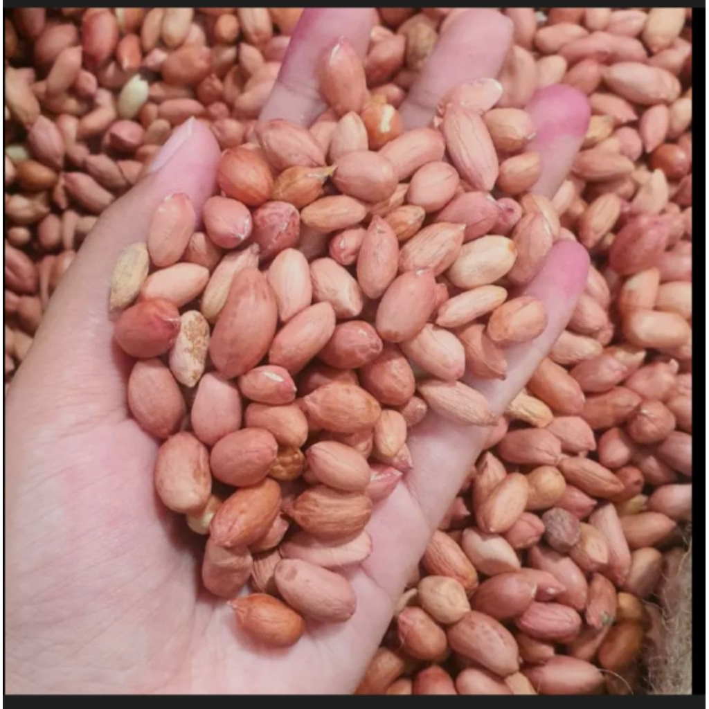 kacang tanah curah/kacang tanah 1 kg/kacang tanah