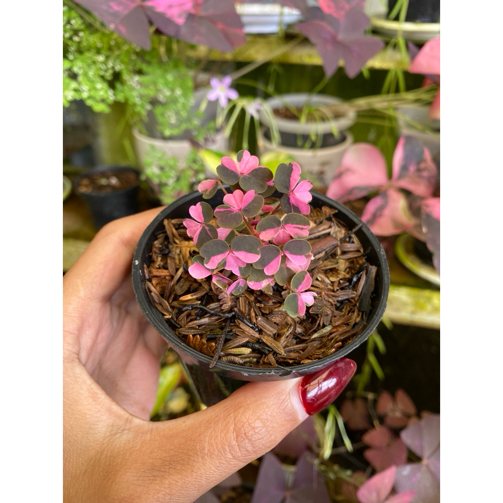 oxalis vulcanicola plum crazy