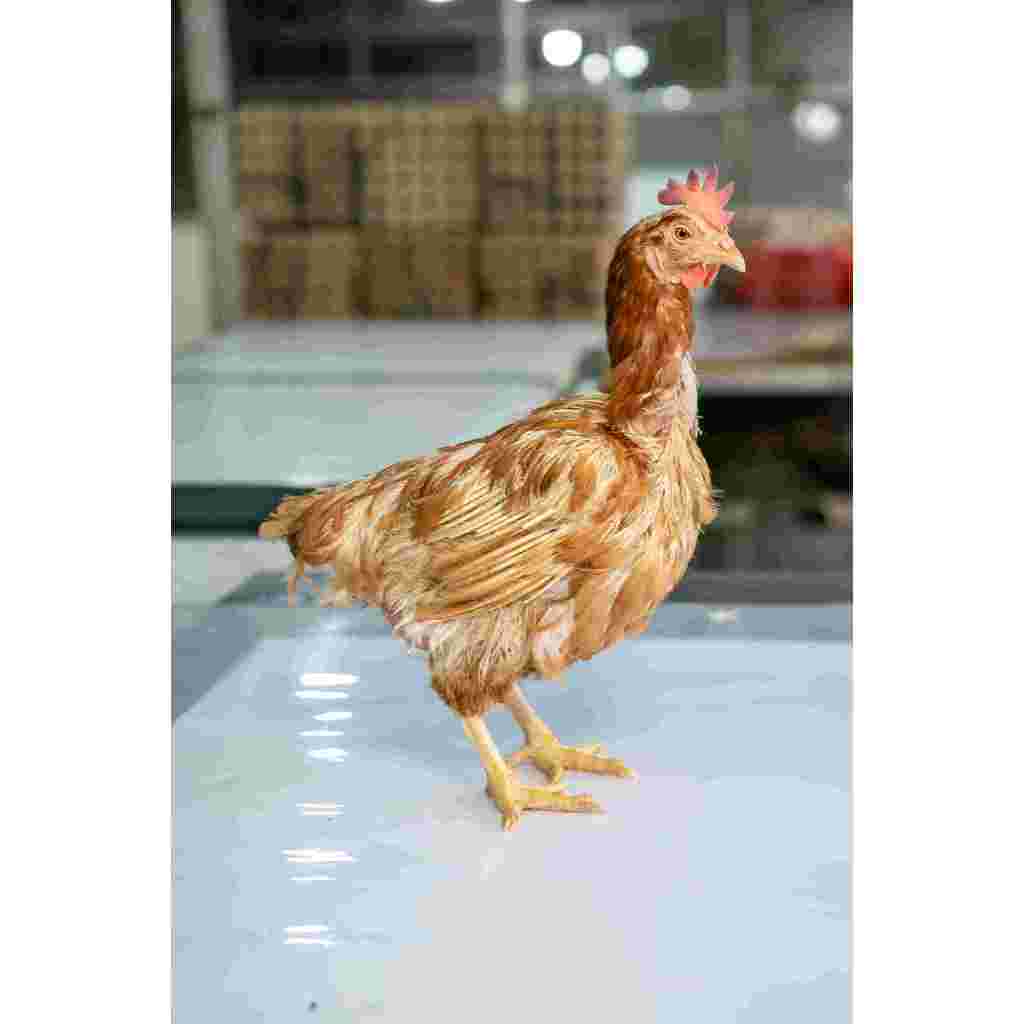 AYAM MERAH UK STANDAR 1.7 SD 1.9KG/AYAM AFKIR/AYAM TUA/AYAM PETELOR/AYAM BULU MERAH YANG SUDAH DIAFK