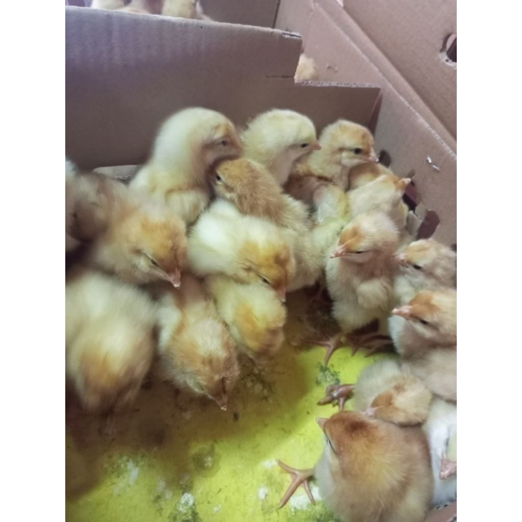 bibit ayam petelur merah asli betina harga per ekor