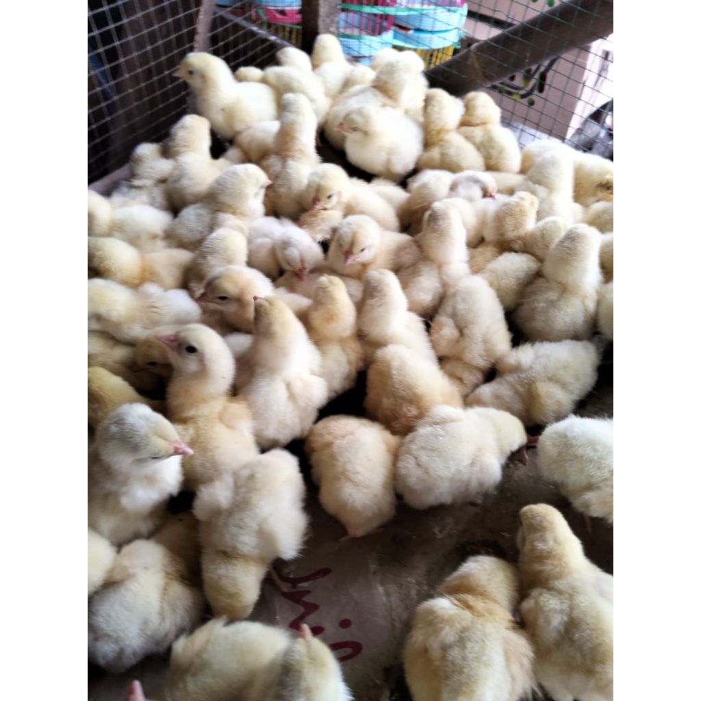 ayam boiler bibit ayam boiler potong boiler asli pedaging doc boiler