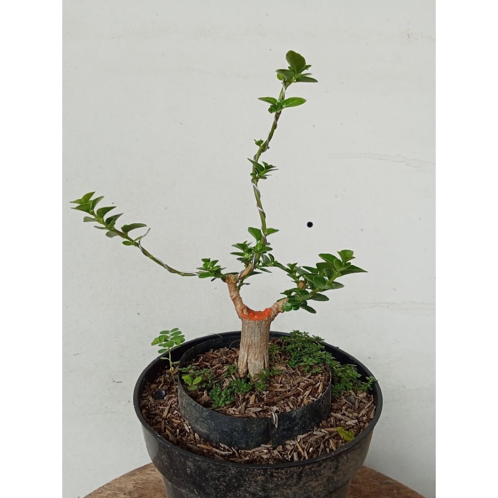 Bahan//Sancang//bonsai Sancang//