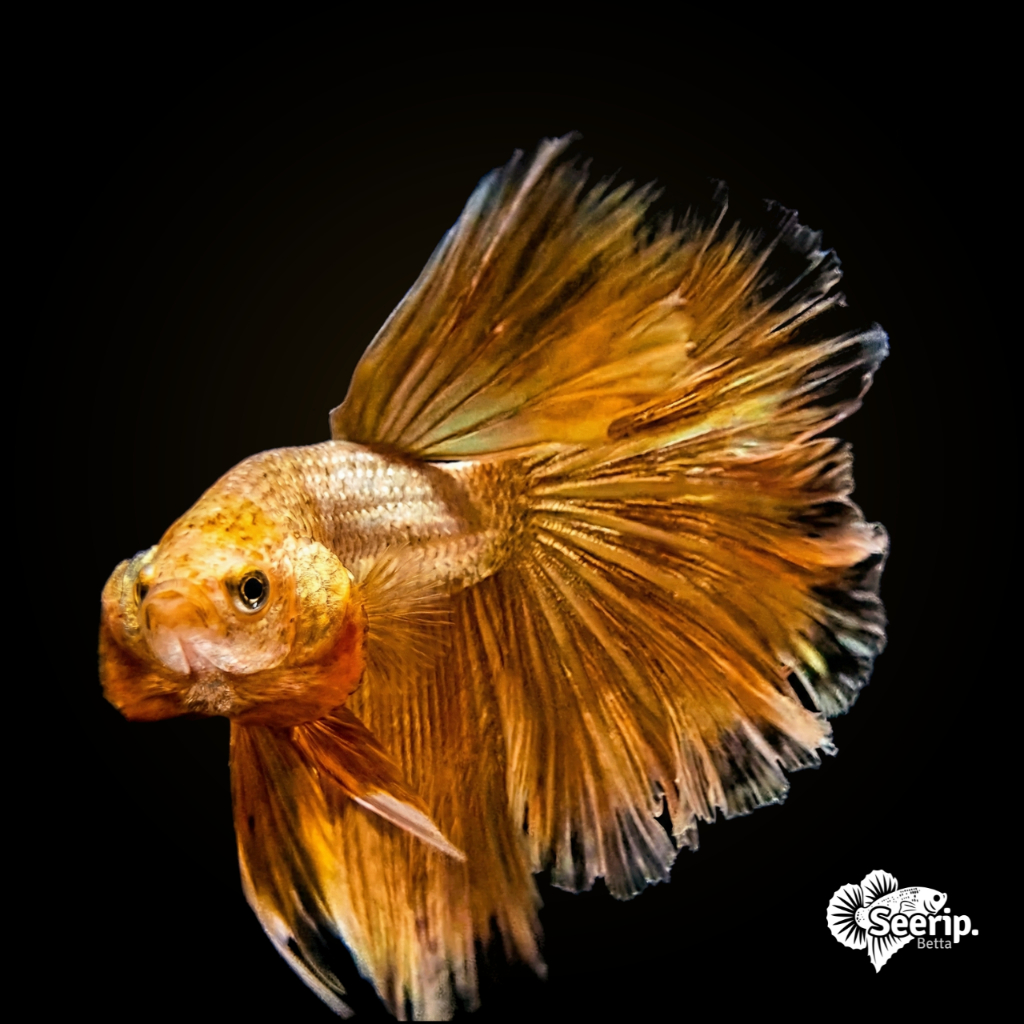 Halfmoon Super Gold | Seerip Betta