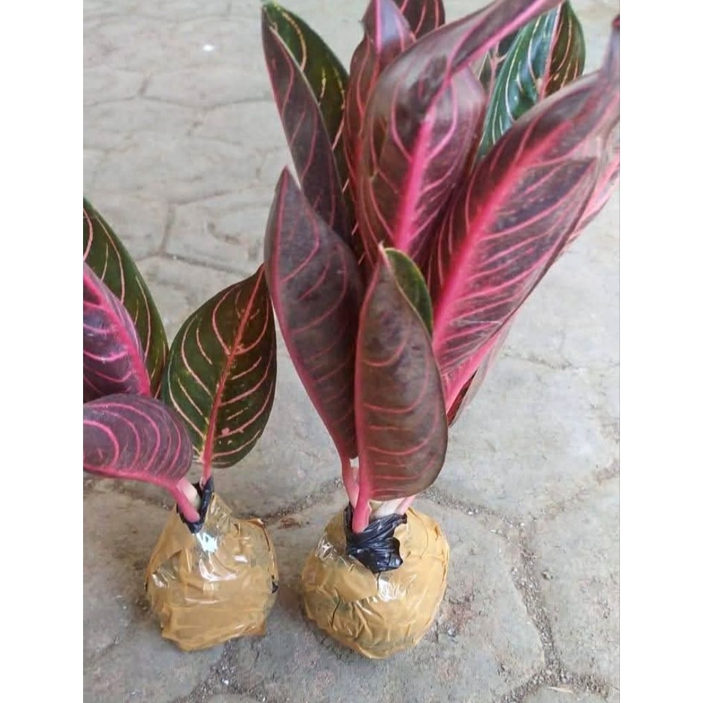 aglonema red Sumatra berkualitas original termurah dan terlaris