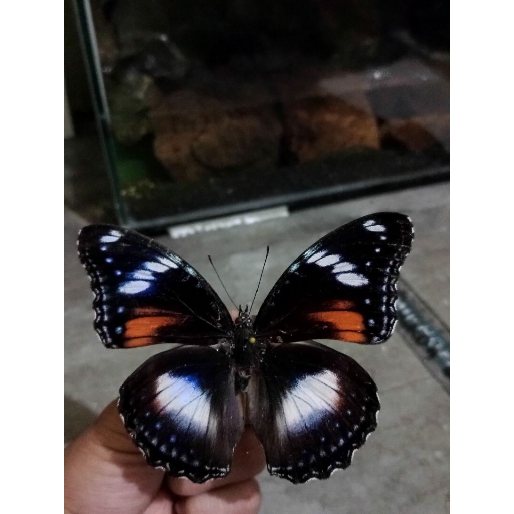 AWETAN KUPU-KUPU ASLI HIPOLIMNAS BOLINA