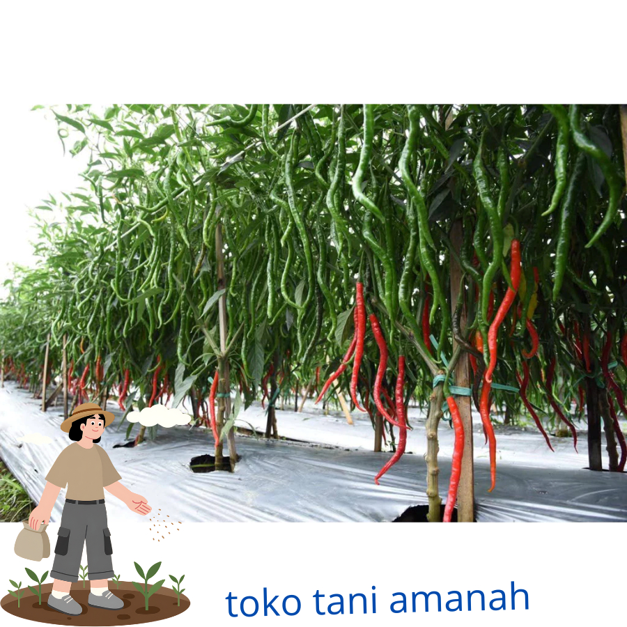 bibit cabe tangguh f1