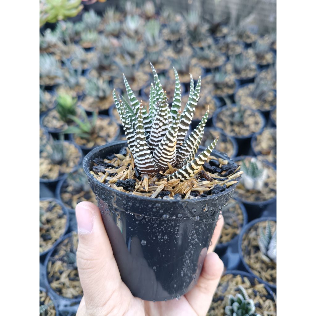 haworthia zebra