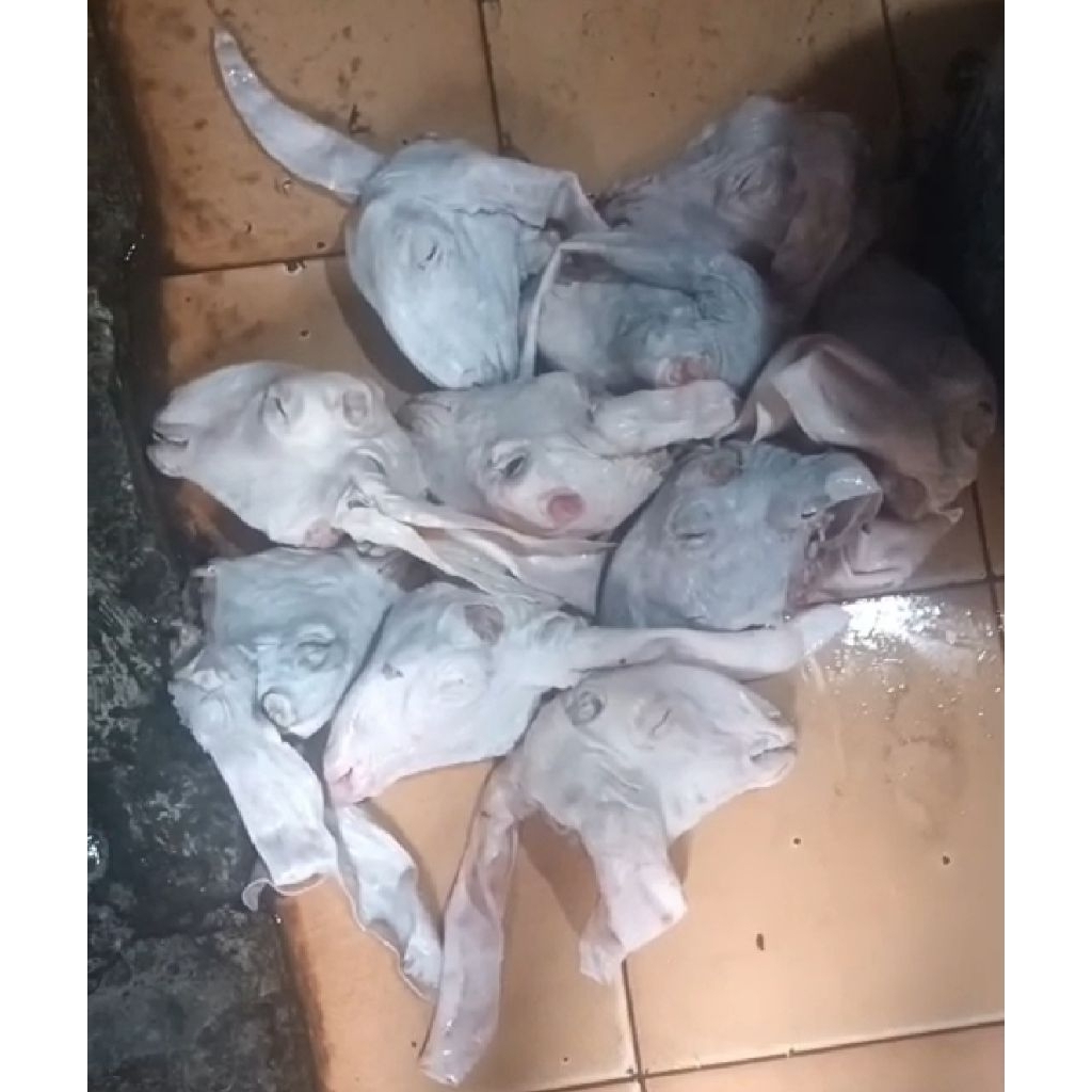 Kepala Kambing dan Kaki Kambing