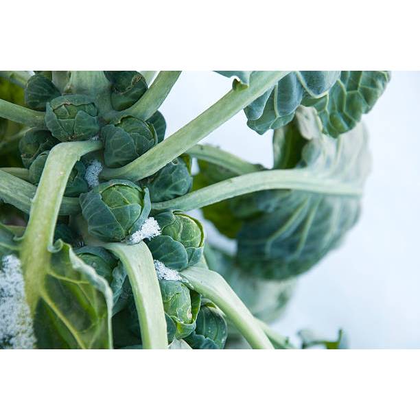 TANAM TUMBUH BENIH KUBIS MINI