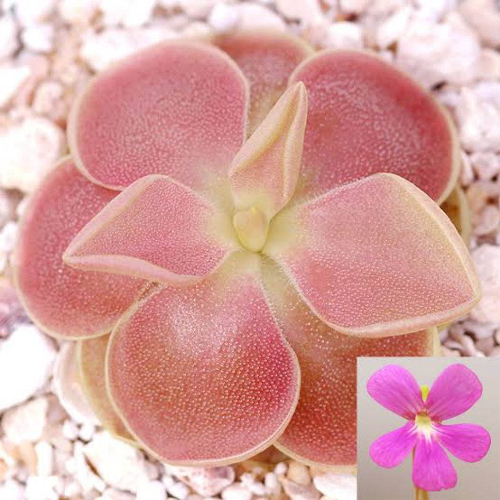 pinguicula sethos