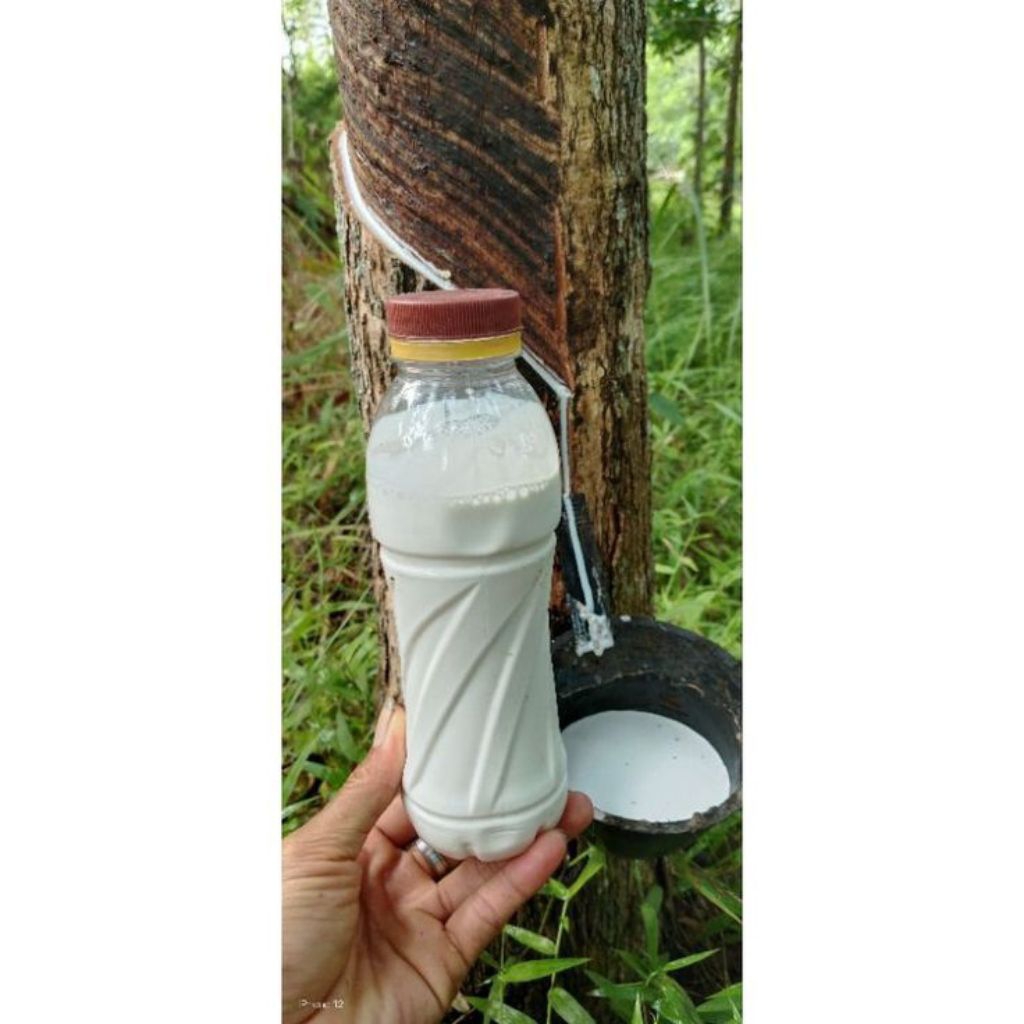 pulut burung super lengket siap pakai