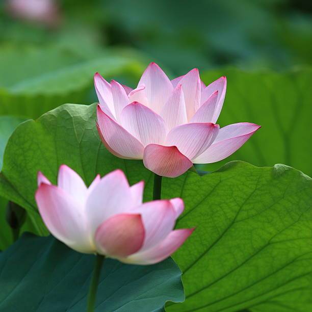 TANAM TUMBUH BENIH BUNGA TERATAI