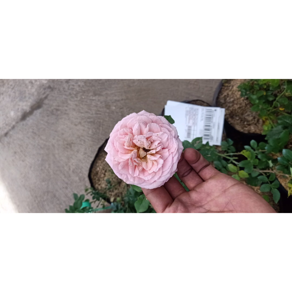 Bunga Mawar Abraham Darby