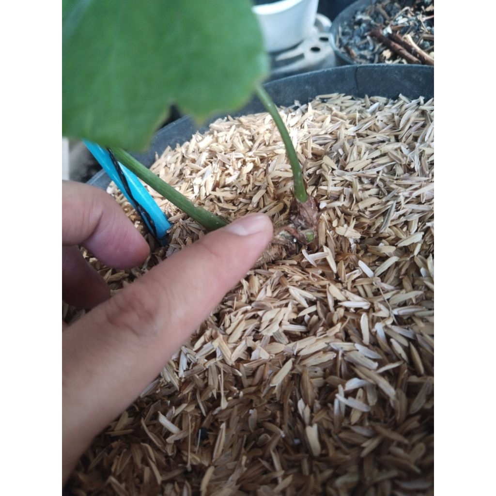 anthurium pteroductyl varigata pergol tunas 2