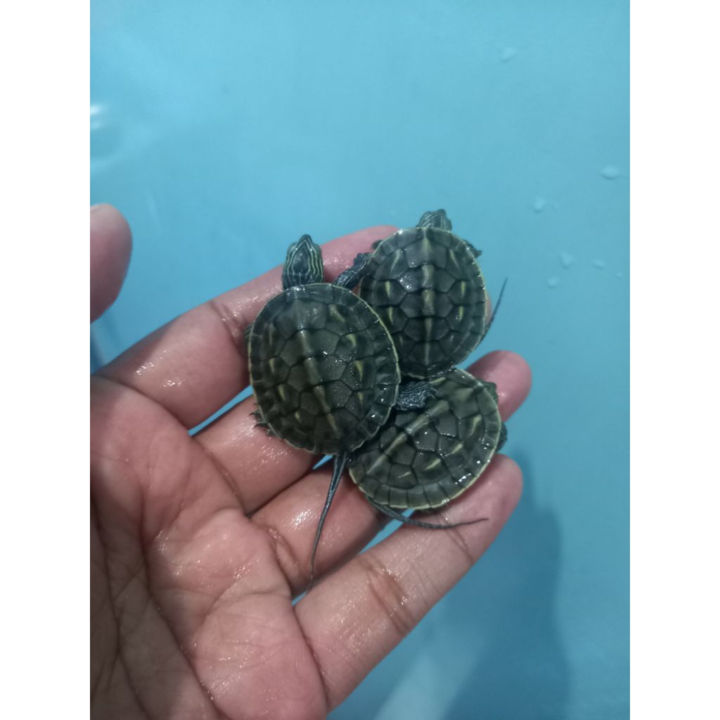 mainan kura avatar ocadia sinensis