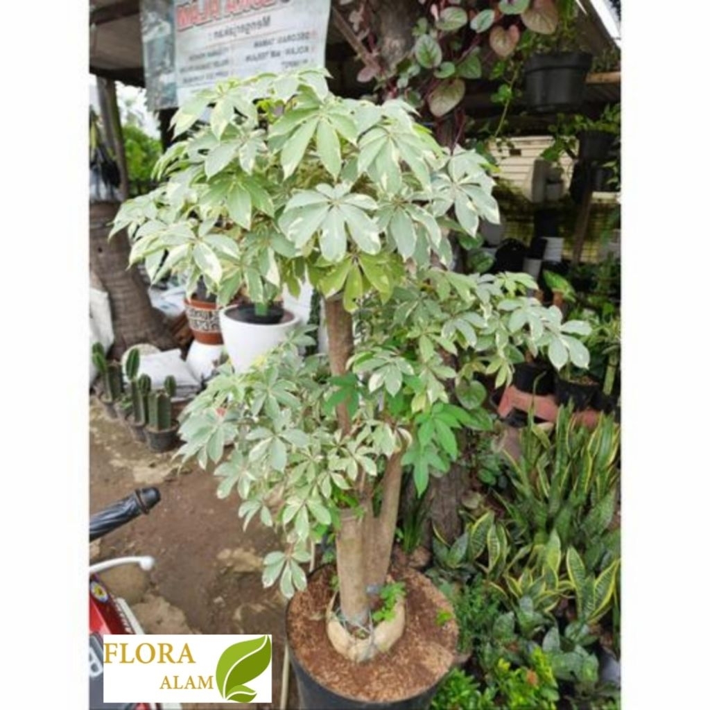 Tanaman Randu Variegata Tinggi 150 cm
