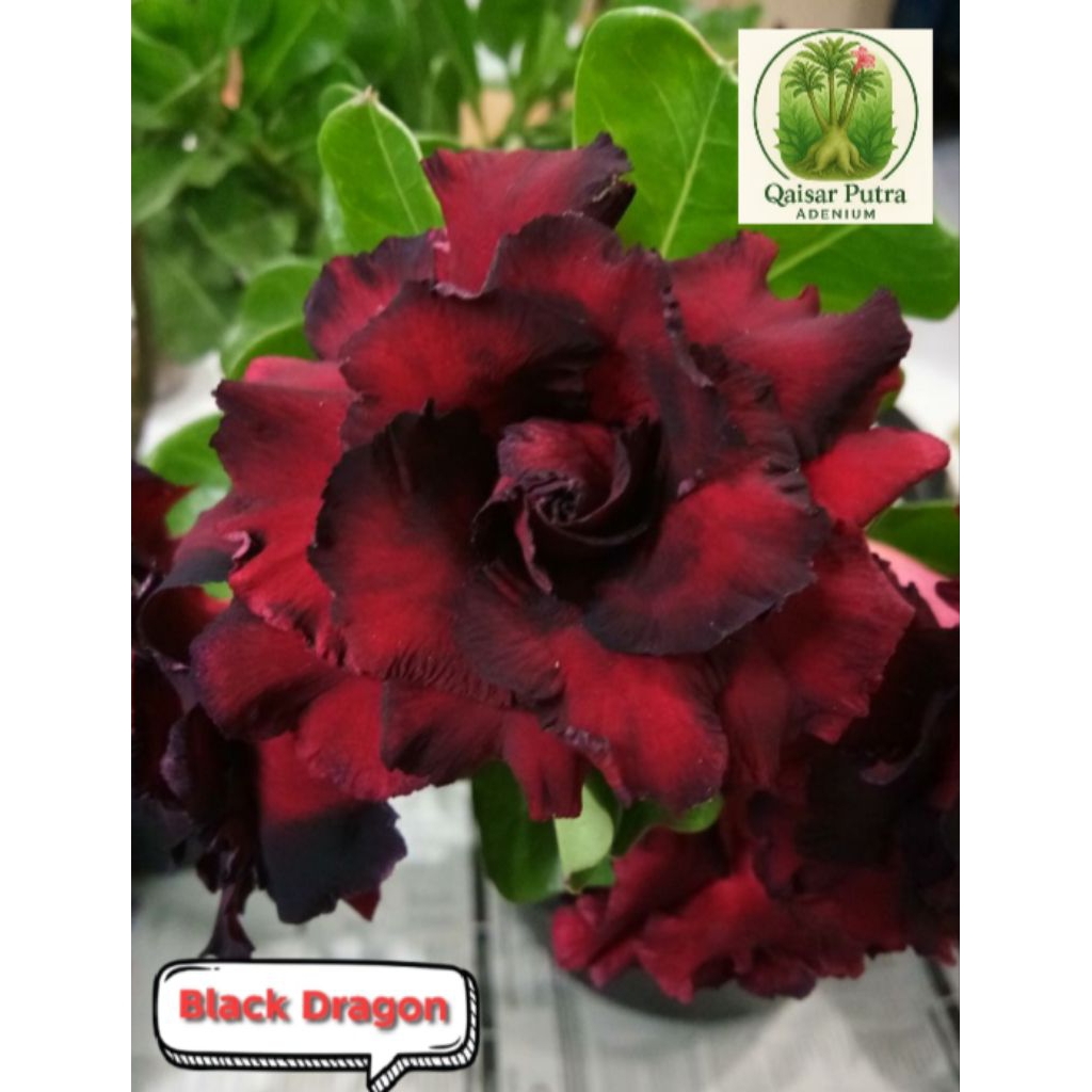 Adenium grafthing bunga tumpuk/single